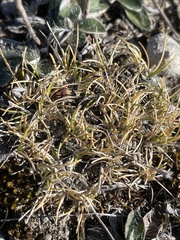Poa maniototo