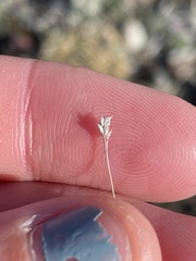 Poa maniototo