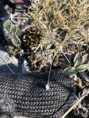 Poa maniototo