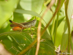 Amblytropidia australis