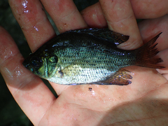 Centrarchus macropterus