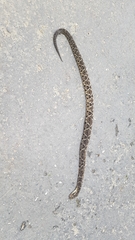 Bothrops jararacussu