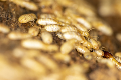 Zootermopsis nevadensis