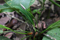 Anthurium antioquiense