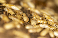 Zootermopsis nevadensis