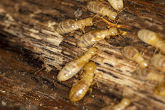 Zootermopsis nevadensis