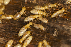 Zootermopsis nevadensis