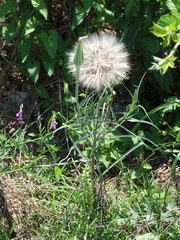 Tragopogon porrifolius