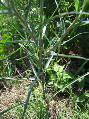 Tragopogon porrifolius