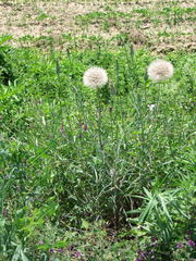Tragopogon porrifolius