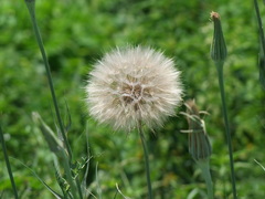 Tragopogon porrifolius