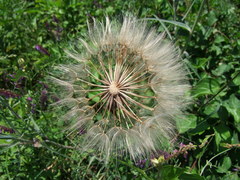Tragopogon porrifolius