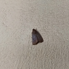Lepidoptera