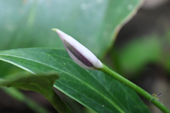 Anthurium antioquiense