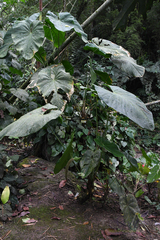 Anthurium angelopolisense