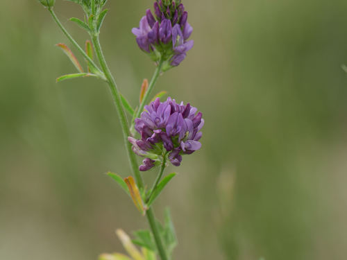 Alfafa (Medicago sativa)