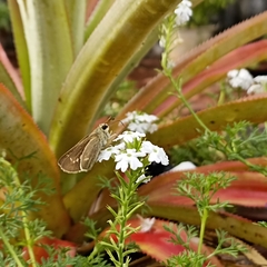 Pelopidas mathias