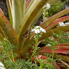 Pelopidas mathias