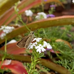 Pelopidas mathias