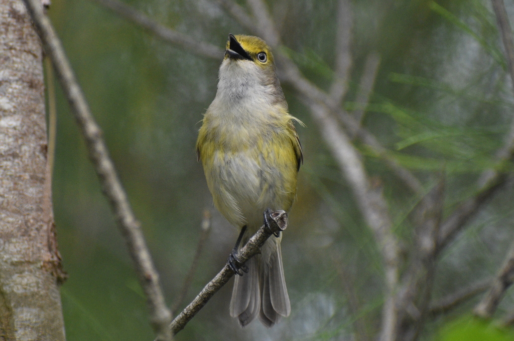 Bermuda White-eyed Vireo from Warwick Parish, Bermuda on April 06, 2022 ...