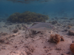 Caranx melampygus