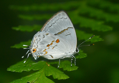 Nesiostrymon calchinia