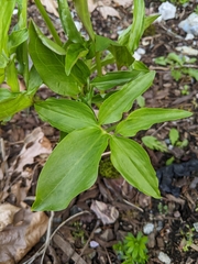 Amorphophallus konjac
