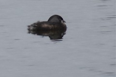 Podilymbus podiceps