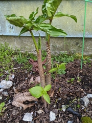 Amorphophallus konjac