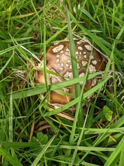 Amanita pantherina