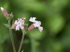 Silene × hampeana