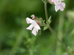 Silene × hampeana