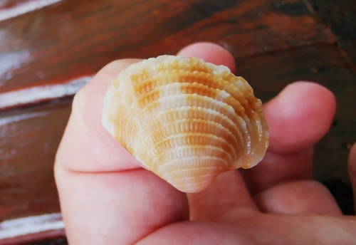サツマアサリ