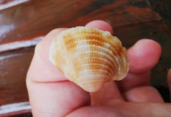 サツマアサリ