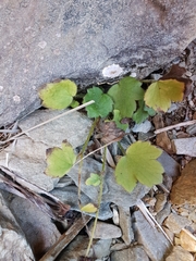 Ranunculus multiscapus