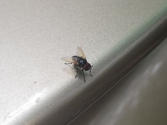 Hydrotaea chalcogaster