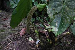 Anthurium angelopolisense