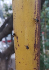 Hydrotaea chalcogaster