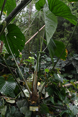 Anthurium angelopolisense