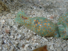 Lamprohaminoea ovalis