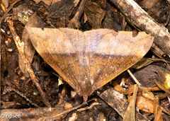 Ischyja manlia