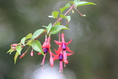 Fuchsia regia serrae