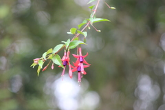 Fuchsia regia serrae