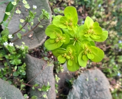 Euphorbia helioscopia