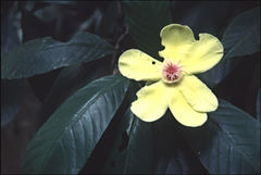 Dillenia excelsa