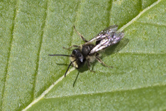 Andrena anisochlora