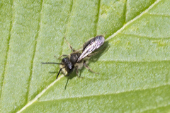 Andrena anisochlora