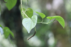 Manekia obtusa