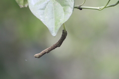 Manekia obtusa