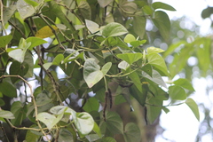 Manekia obtusa
